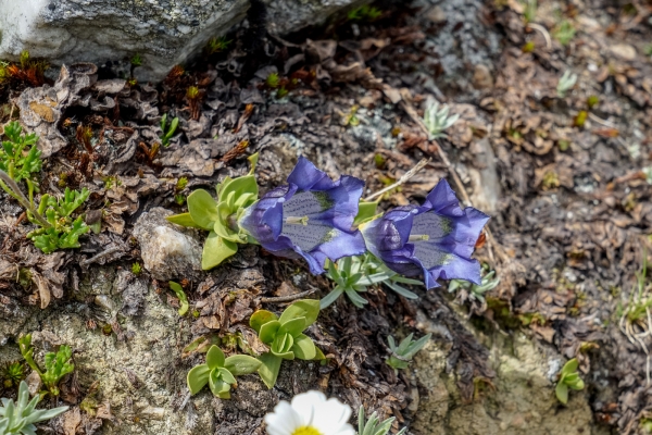 Natur- und Hüttengenuss hoch über Grimentz