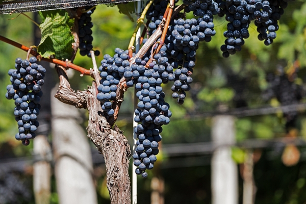 Au cœur des vignes près de Chiasso