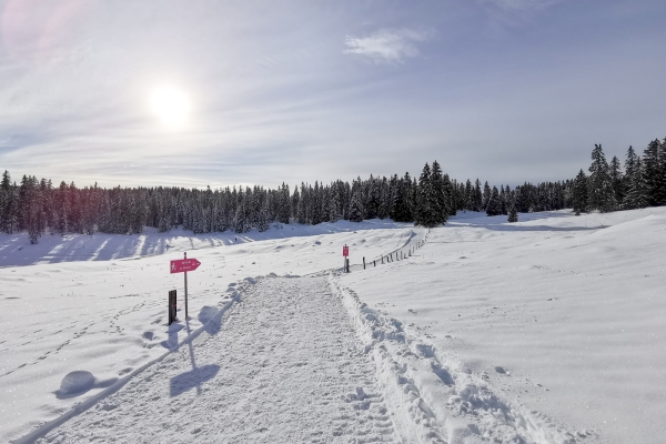 Weisse Weiden im Waadtländer Jura