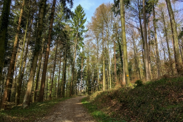 Randonnée panoramique au-dessus du Rhin