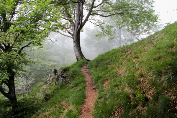 Felszinnen und Zauberwälder im Val Colla TI