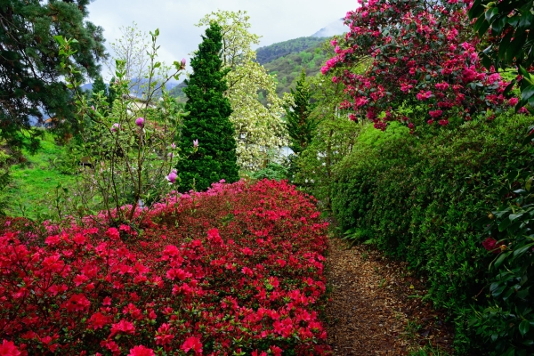 Frühling im Gambarogno 