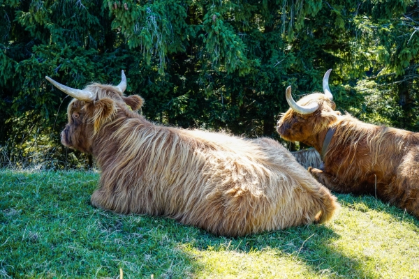 Höhepunkte in den Ausläufern des Alpsteins