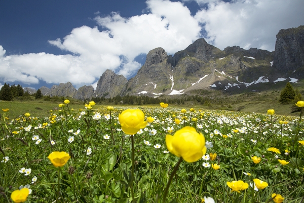 Bergfrühling am Alvier