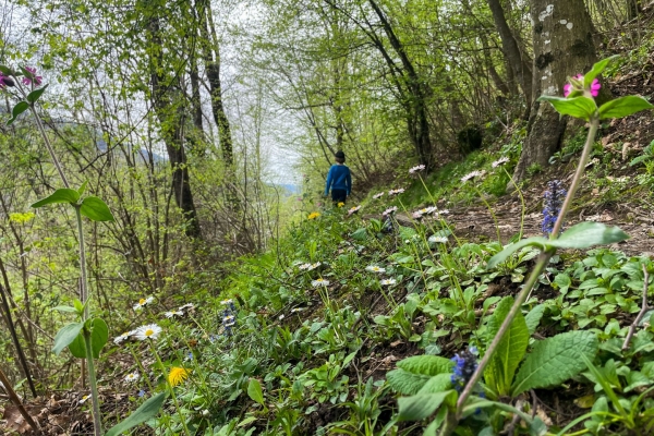 Primavera sul Monte Generoso