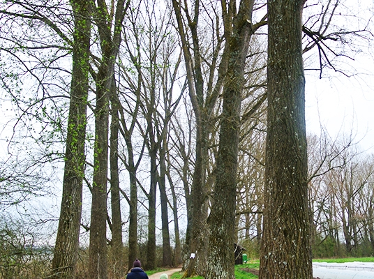 Domaine de Louis Napoléon II