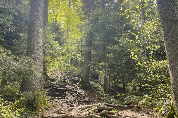 Escursione tra il lago di Zurigo e il lago di Sihl