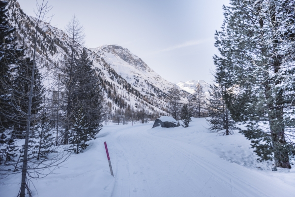 Le glacier de morteratsch: un lieu unique