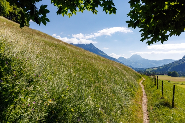 Un paysage typiquement gruérien 