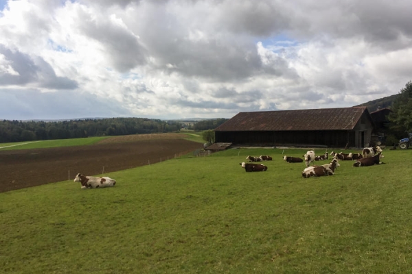 Ein Nachmittag in jurassischen Laubwäldern