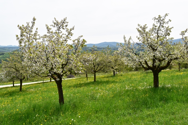 Le Schwarzbubenland au temps des cerises