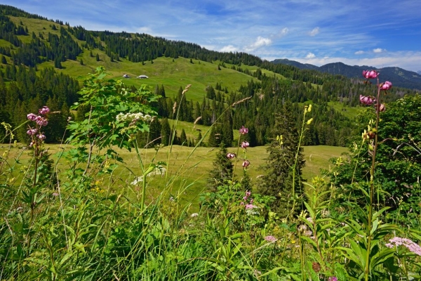 Moorzauber am Obwaldner Glaubenberg