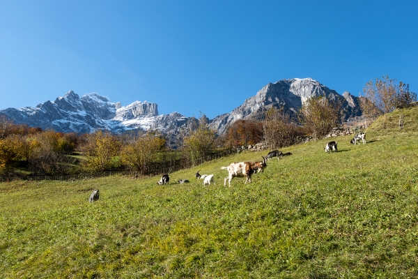 Paisible randonnée dans le canton de Glaris