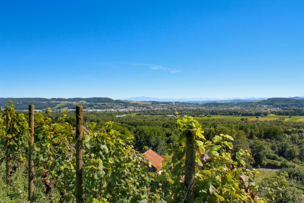 Chemin du vignoble thurgovien