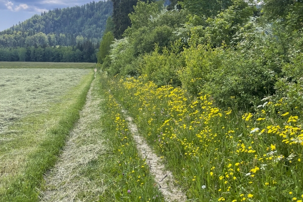 Vom Klosterdorf Bellelay auf den Montbautier