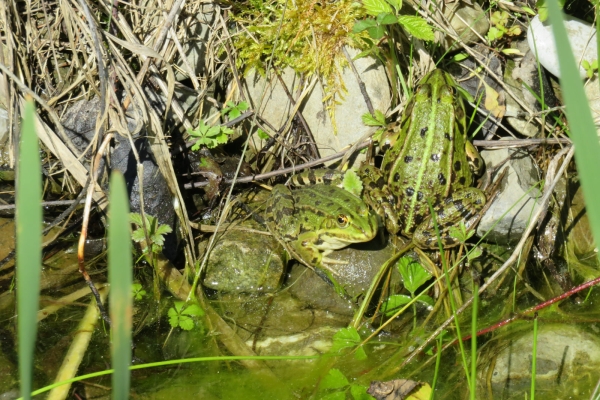 Concerto pour grenouilles