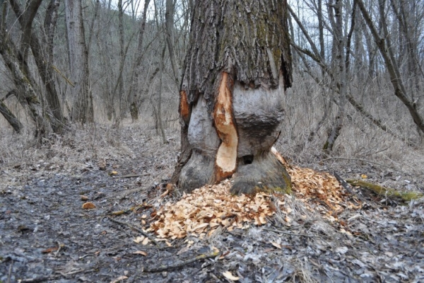 12 Angebote im Naturpark Pfyn-Finges