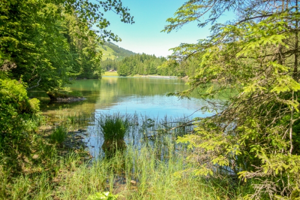 Igel im Weisstannental