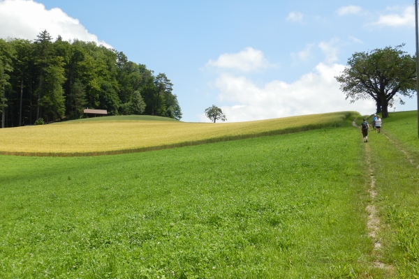 Les collines des Buchsiberge et Wynigenberge