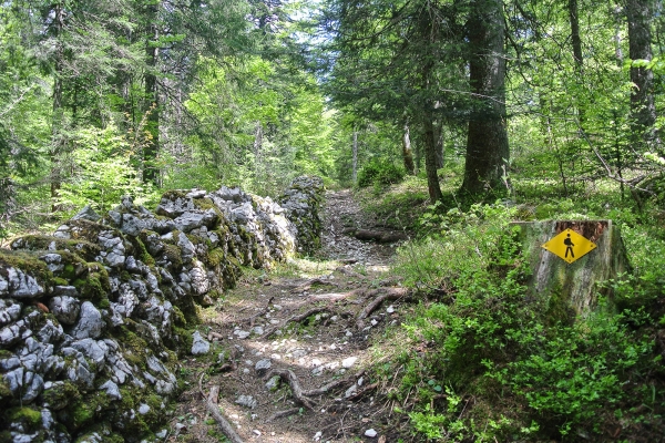 S’enfoncer dans la forêt du Risoux