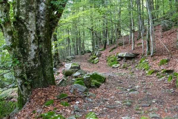 Auf einsamen Pfaden im grünen Valle di Vergeletto