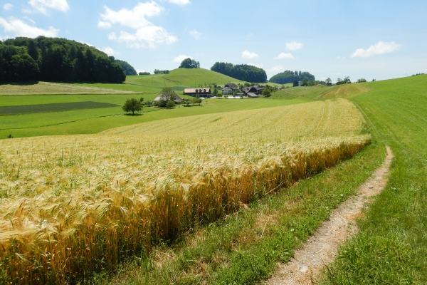 Les collines des Buchsiberge et Wynigenberge