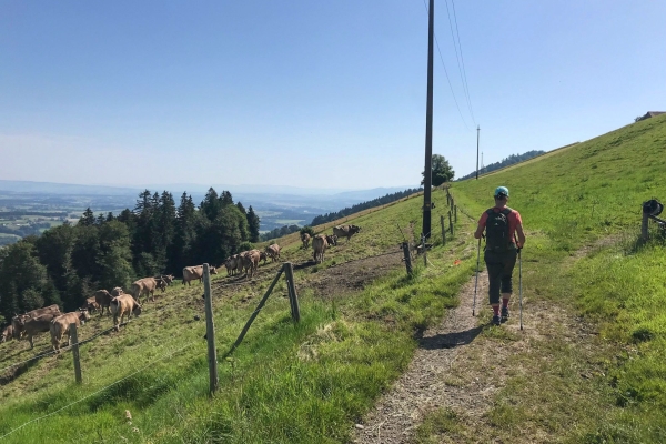 Randonnée familiale dans un paysage de drumlins