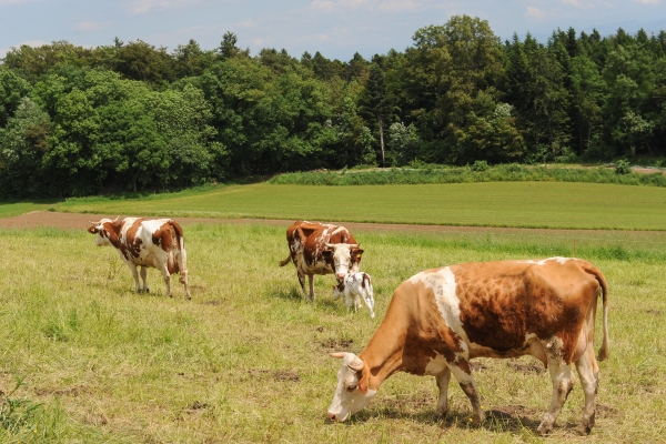 Vom Tête de Ran zum L’Aubier (NE)