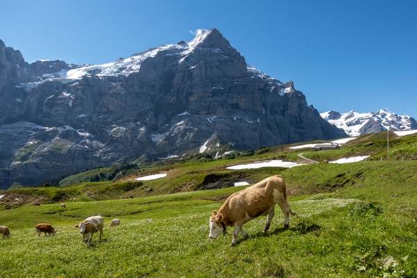 Von Alp zu Alp im Rychenbachtal