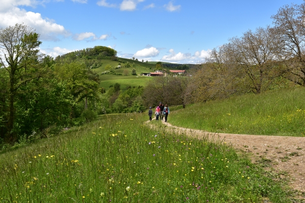 Le Jura argovien à pied