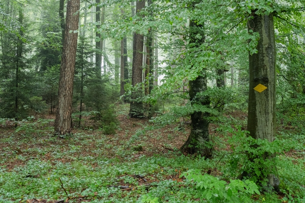 Dans la forêt de Grauholz, près de Berne