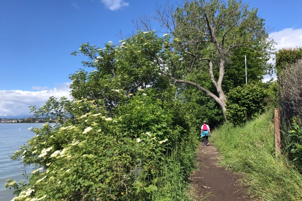 Randonnée au bord du lac Léman