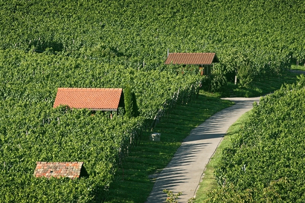 Le pays du Pinot noir schaffhousois