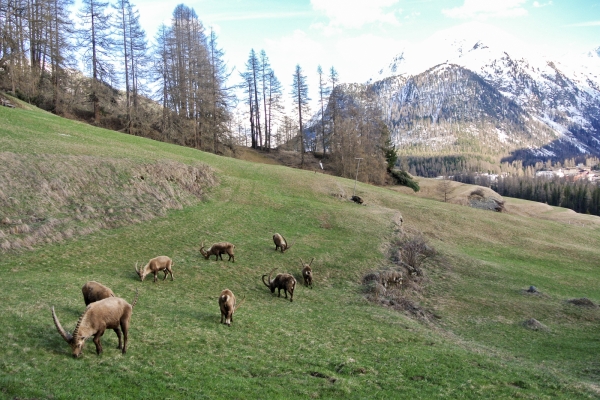 Speed-Hiking in Pontresina GR