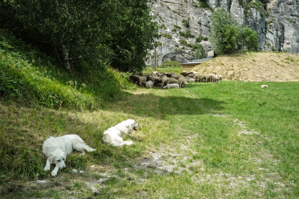 Les loups du Calanda