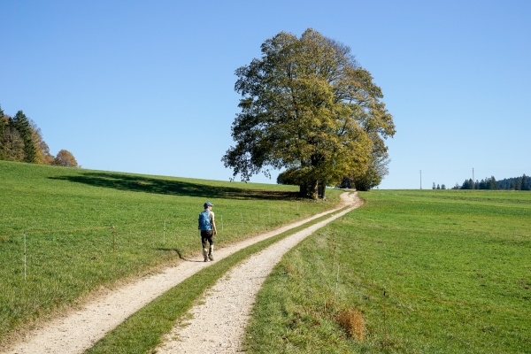 Toute la variété des Franches-Montagnes