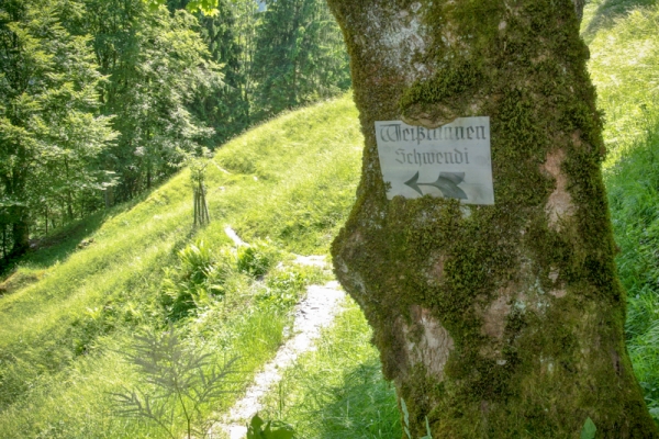 Igel im Weisstannental