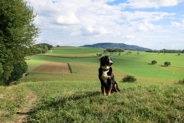 Rundwanderung Eglisau