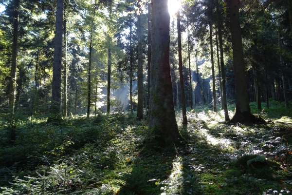 Beschauliche Landschaften im Mittelland