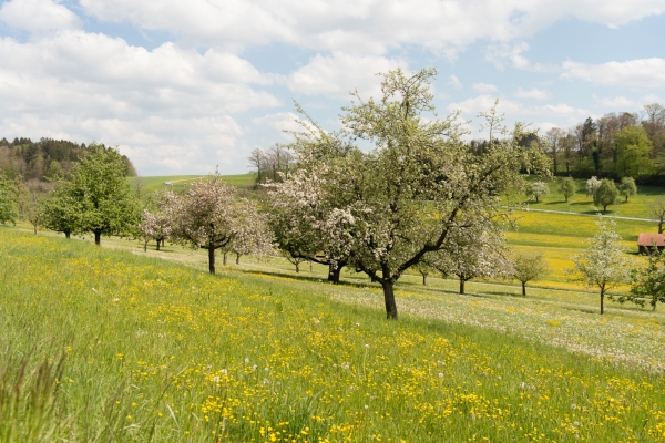 Von Weinfelden nach Frauenfeld