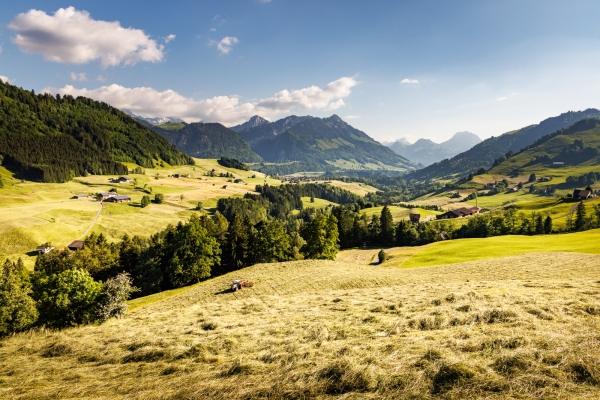 In typischer Greyerzer Landschaft