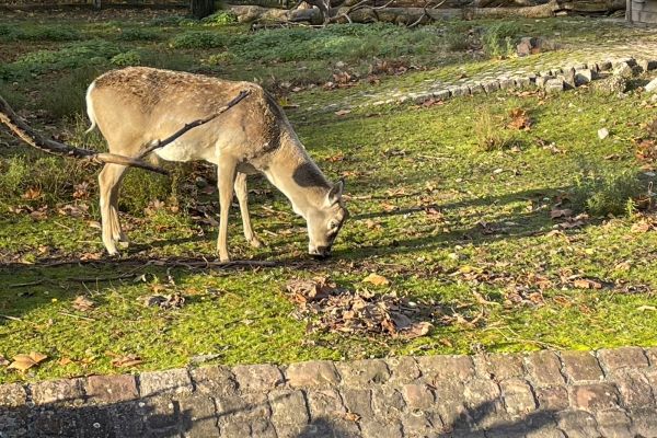 Familienwanderung durch Basel