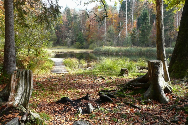 Ilot de sérénité dans le Chernwald