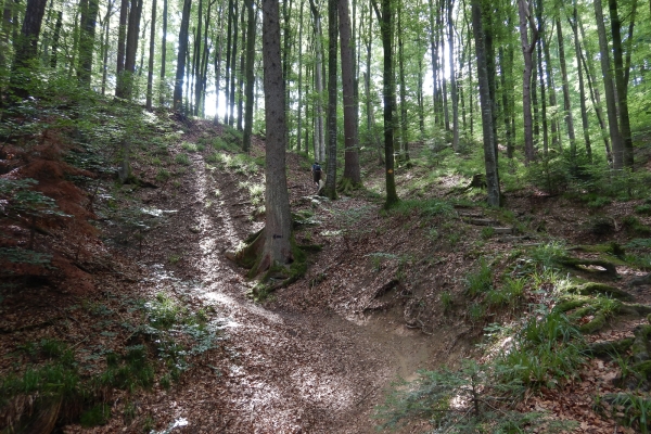 Les collines des Buchsiberge et Wynigenberge