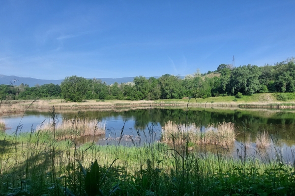 Wundervolle Flora und Fauna am Rhoneufer