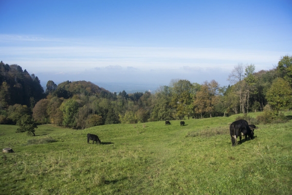 Du Schwarzbubenland aux rives de la Birse