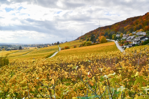 Von Gimel ins Weinbaugebiet La Côte