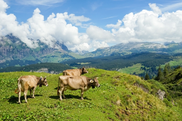 Entre les vallées de Bisistal et de Muotatal