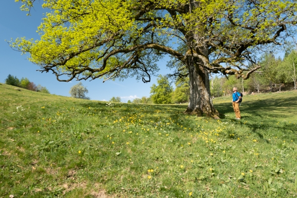 Vom Waadtländer Mittelland ins Lavaux