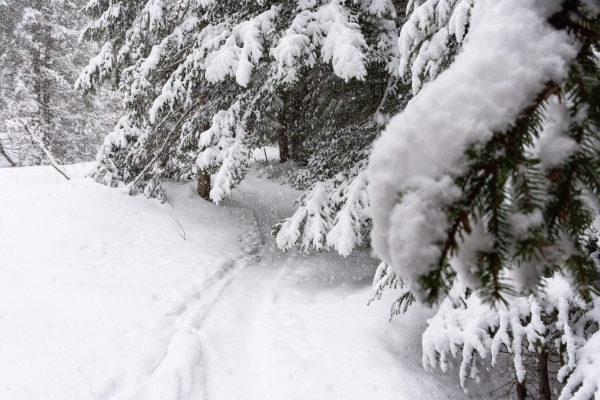 Durch geheimnisvollen Winterwald